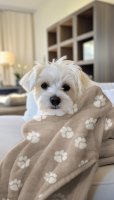 Fleece Dog Paw 003 Dark Grey